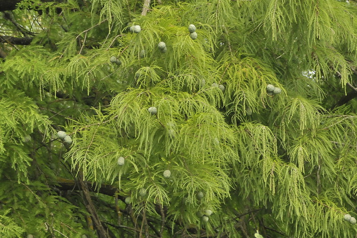 Cipresso calvo o di palude - Taxodium distichum